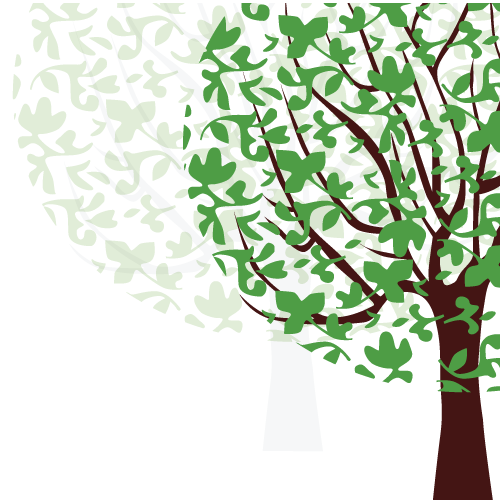 birch-tree-oman